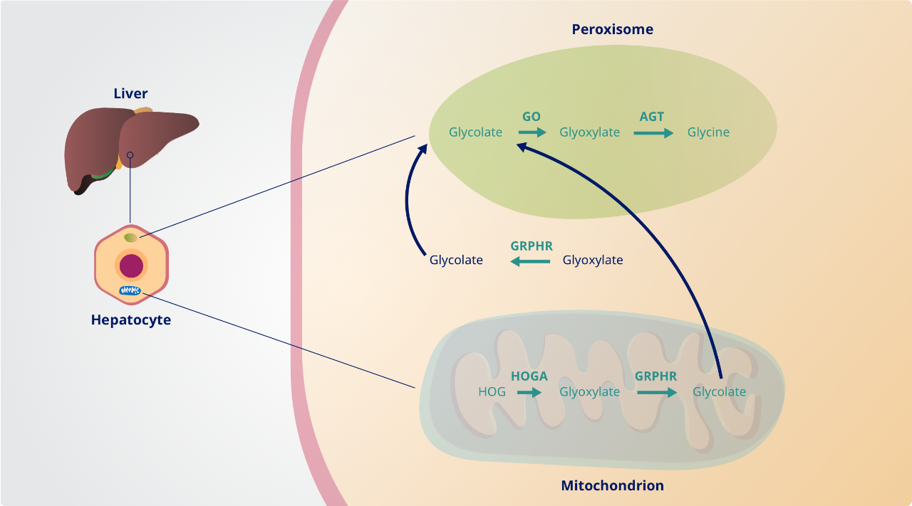 Normal glyoxylate metabolic pathway graphic