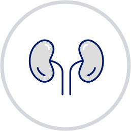 Kidney icon