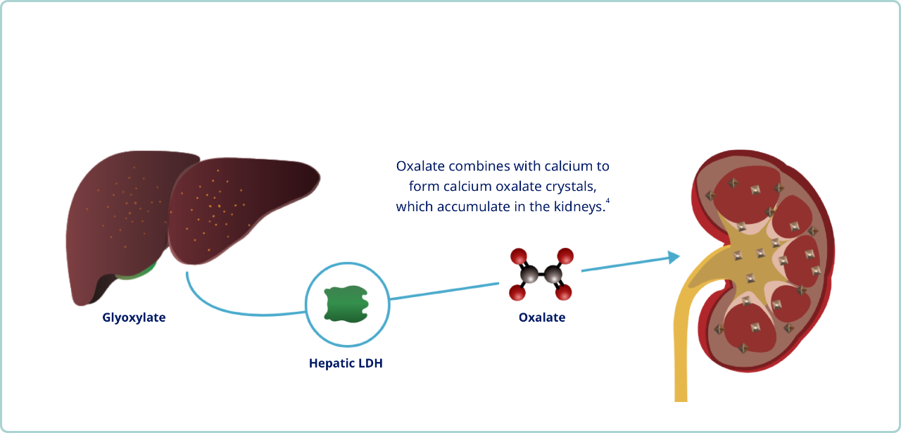Oxalate production graphic